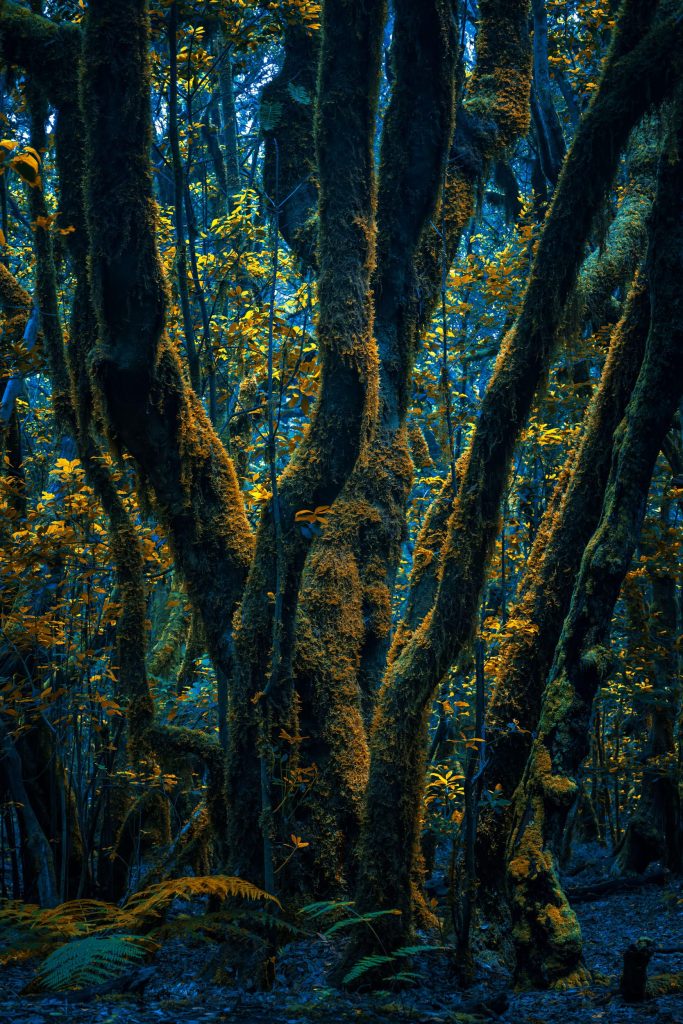 Otherworldly Photos of Forests by Michelle Blancke Explore Mysticism and Transformation — Colossal